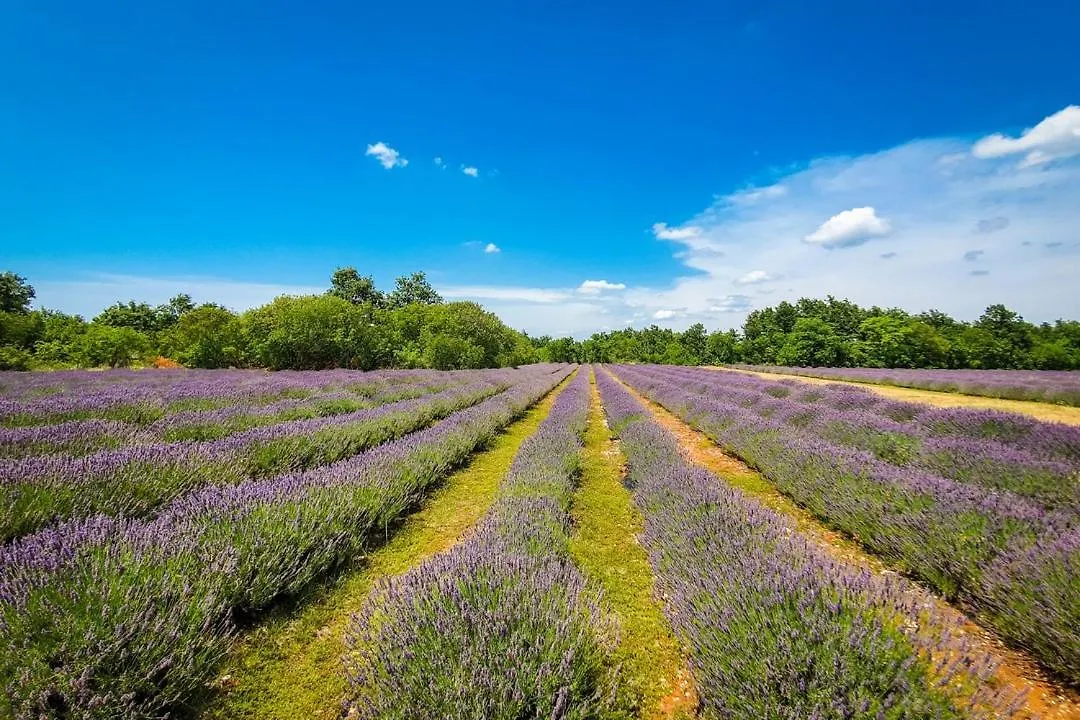 Lavanda Oklen Vižinada Penzion